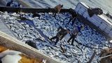 Экспорт рыбопродукции с Дальнего Востока бьёт рекорды прошлых лет
