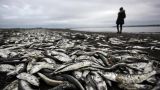 У берегов Японии массово гибнет рыба