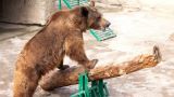 В Ташкенте женщина бросила в вольер к медведю трехлетнюю девочку
