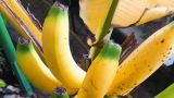 В Казахстане начали выращивать бананы
