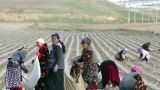 Женщины в Центральной Азии зарабатывают меньше, чем в среднем по миру — ВБ