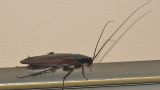 Рычит, кричит и усами шевелит: в Финляндии замечены гигантские «тараканы-пришельцы»