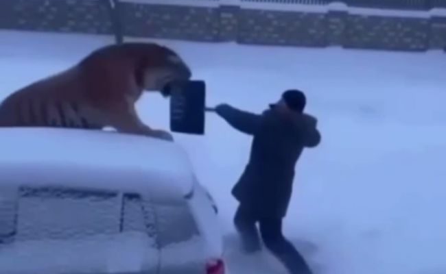 В Приморье ищут «креативщика»: Напугал весь край тигром В Приморье ищут «креативщика»: Напугал весь край тигром