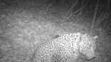 Браконьеры застрелили леопарда Лео, выпущенного в горы Северной Осетии