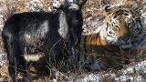 Умер «друг» тигра Амура козел Тимур