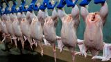 Россия начала поставки мяса птицы в Китай