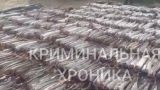 Силовики изъяли две тонны краснокнижной рыбы в Дагестане