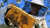 Эксперты оценили потери экономики России из-за гибели пчёл