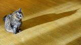 Политическая карьера знаменитого рижского кота Кузи закончилась
