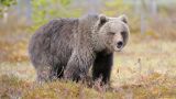 В Якутии двое мужчин смогли отбиться от нападения медведя