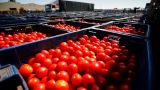 Азербайджан сохранил позиции «томатного лидера» на российском рынке