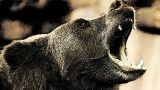 В Магадане медведь убил девушку, после чего был застрелен полицейскими