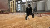 Пестициды раздора: Словакия отказалась от украинского зерна, Польша — обожглась