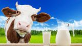 Эпохе низких цен на молоко в Латвии пришёл конец