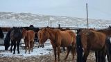 Неизвестная болезнь убивает лошадей в Казахстане