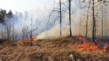 Счетная палата вычислила ущерб от лесных пожаров