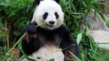 Большая политика: Штаты вернут Китаю несколько панд из вашингтонского зоопарка