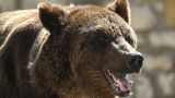 В Красноярском крае медведь заломал женщину прямо у дома