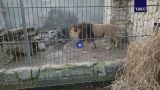 Раненного при атаке дронов ВСУ льва выпустили в восстановленный вольер в Запорожье