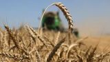 Цены на пшеницу в США упали ниже уровня на момент прекращения зерновой сделки