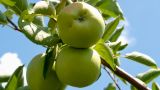 В Центральной России заморозками повреждено 50−70% яблоневых садов