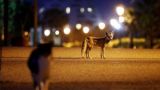 Израильский Ашкелон наводнили рыжие лисицы: пандемия вывела зверя из леса