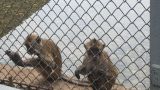 В Сочи выявили контрабанду 300 экзотических обезьян из Вьетнама