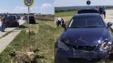 В Молдавии «баран» на Lexus влетел в стадо овец — пол-стада погибло