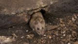 В Великобритании ждут нашествия крыс из-за локдауна