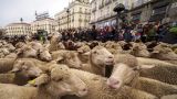 Овцы заполонили центр Мадрида — стадо идет по испанской столице