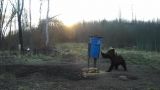 Медведи терроризируют жителей сельской полосы Латвии