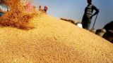 Пшеничная сверхдержава может подвести импортëров: индийский урожай не выдался