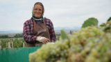 В Дагестане впервые собирают виноград комбайном