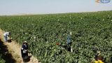 Армянские импортëры и фермеры негодуют: поставки удобрений осложнились