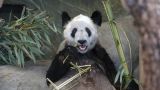 Китай заберет из США переданную в знак дружбы панду