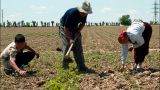МБРР дал Узбекистану взаймы $ 500 млн «на плодоовощеводство»