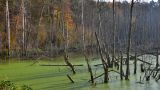 Американский эксперт: Леса и болота — лучшая защита Латвии
