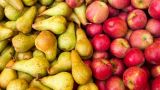 Белоруссия и Россия проведут переговоры по поставкам яблок и груш