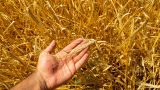 Крупнейший в России экспортёр зерна подал иск о взыскании ущерба к Россельхознадзору