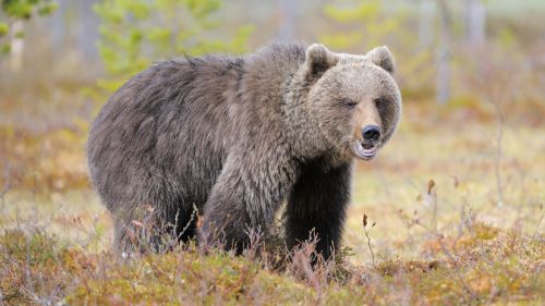 В Якутии медведь убил охотника