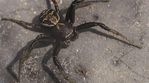The Karakurts got to Moscow: what to do when you encounter a poisonous spider