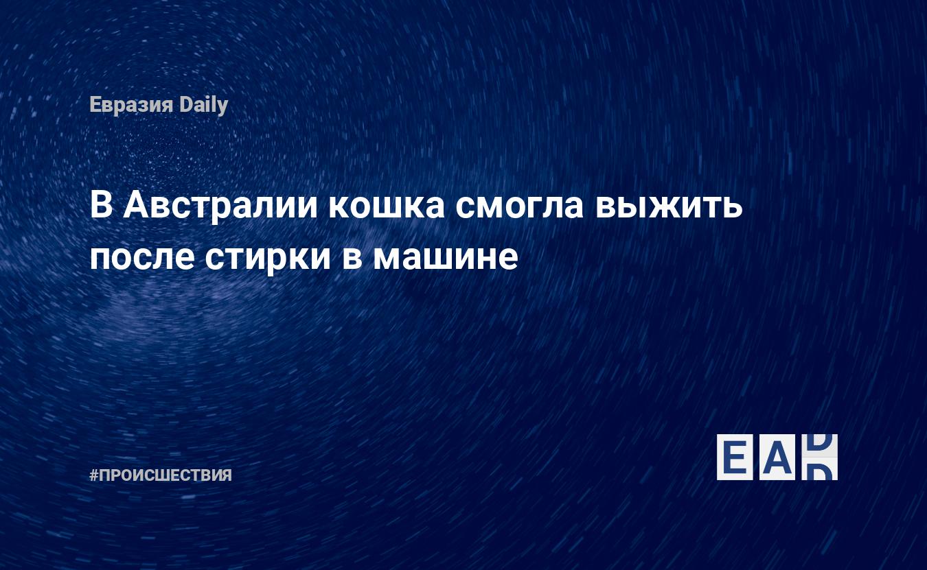 В Австралии кошка смогла выжить после стирки в машине — EADaily, 13 апреля  2019 — Происшествия, Другие