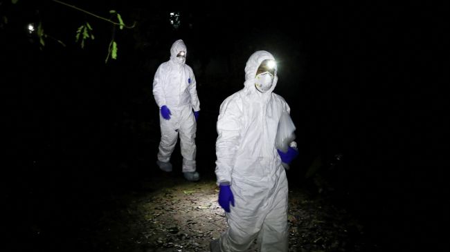 Первая смерть от вируса Нипах зарегистрирована за границами Индии