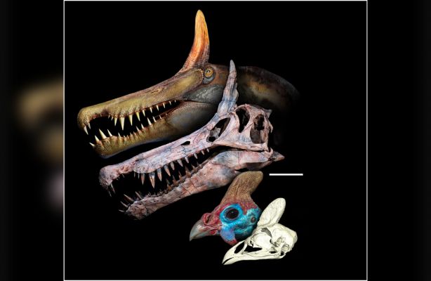 В пустыне Сахара нашли останки нового вида гигантского динозавра с гребнем на голове