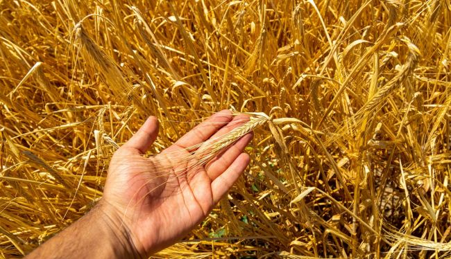 Крупнейший в России экспортёр зерна подал иск о взыскании ущерба к Россельхознадзору